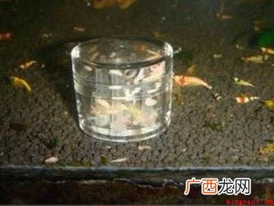 涡虫怎么才能杀死的具体操作步骤 涡虫怎么才能杀死