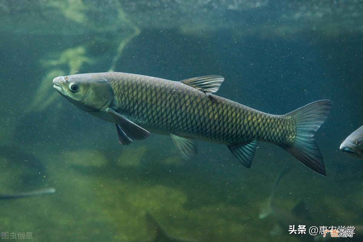 常见的淡水鱼种类名字介绍 淡水鱼品种大全及图片
