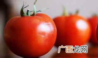 西红柿嫁接用哪种方法成活率最高 西红柿能和什么树嫁接