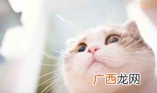 猫咪正常进食方式有哪些 小猫一天吃多少猫粮