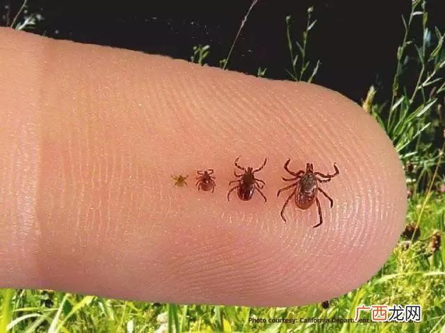 蜱虫爬到人身上会有什么严重后果 怎样预防蜱虫爬到身上