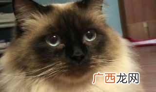 想要看一只布偶猫的品相好不好 怎样挑选布偶猫的品相