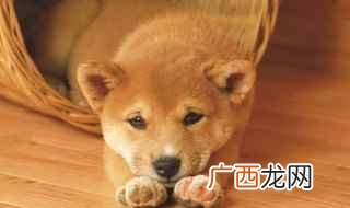 5个月大的狗狗一天应该吃几顿饭 5个月大的狗狗一天吃几顿饭