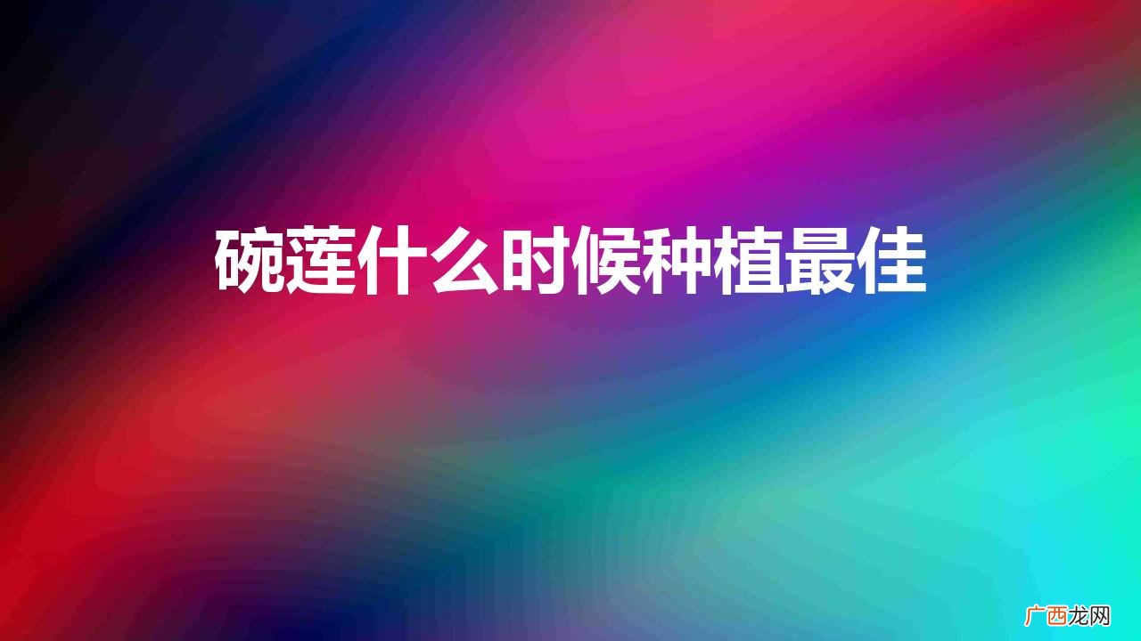 碗莲种植全过程介绍 碗莲什么时候种植最佳时间