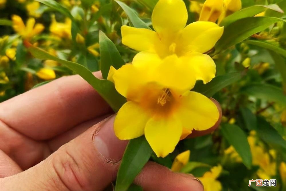 法国香水茉莉花养殖技巧 香水茉莉的养殖方法和注意事项
