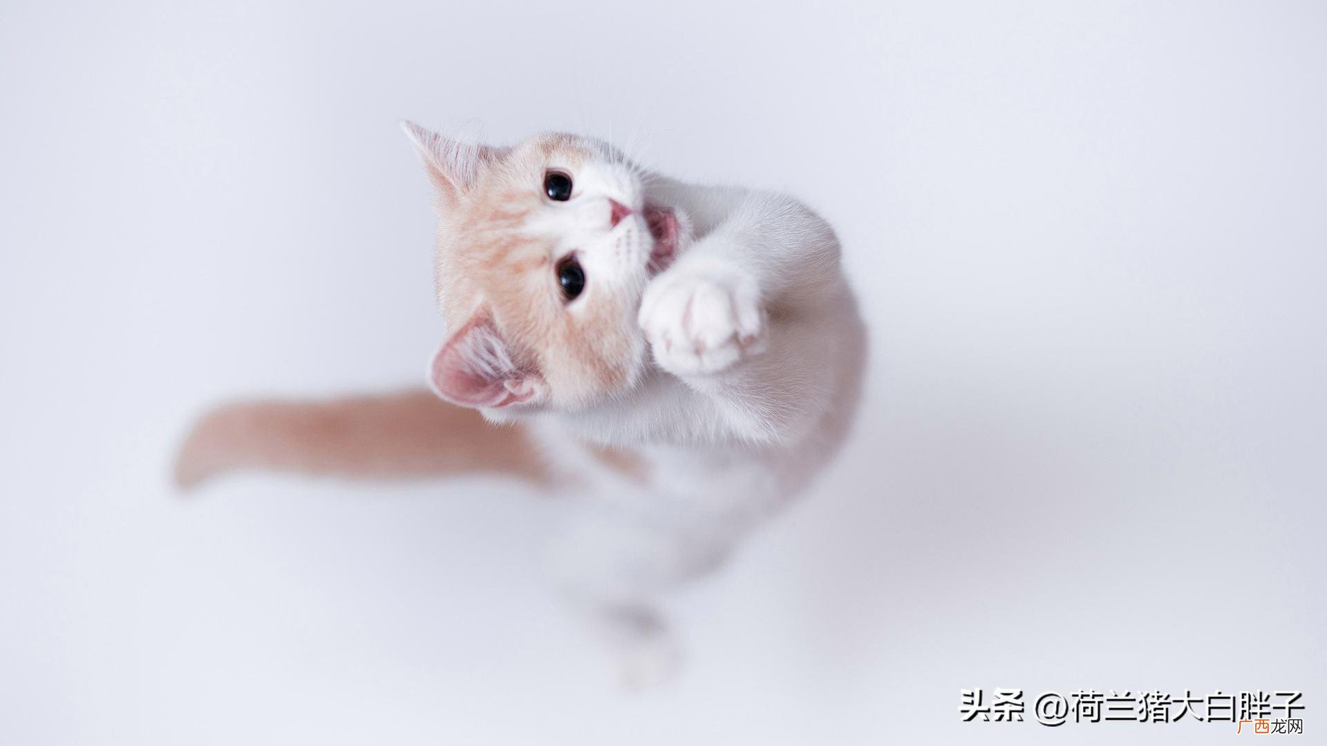 什么情况下需要给猫咪换粮 猫粮多久换一次