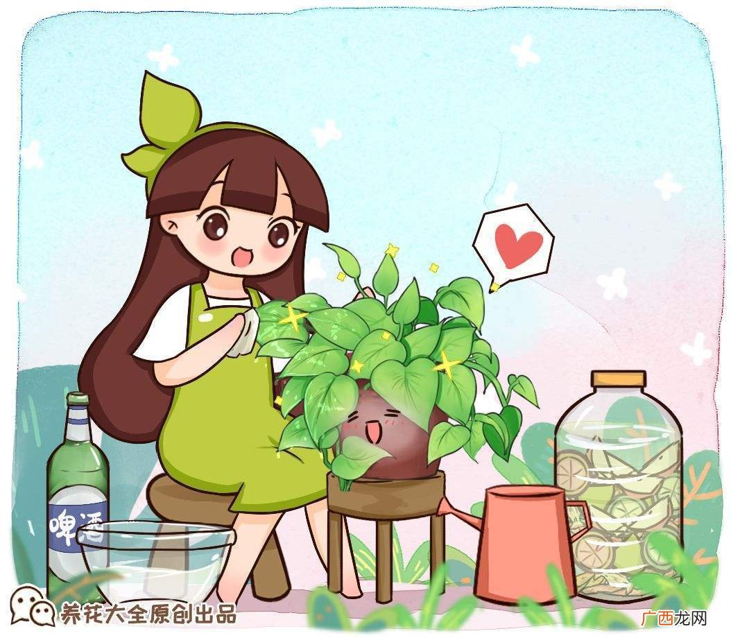5种绿得仙气飘飘的绿色花卉 绿色的花有哪些及花名图片