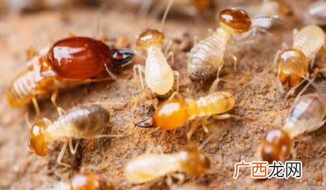 家里有白蚁预兆什么风水 家里有白蚁预兆什么
