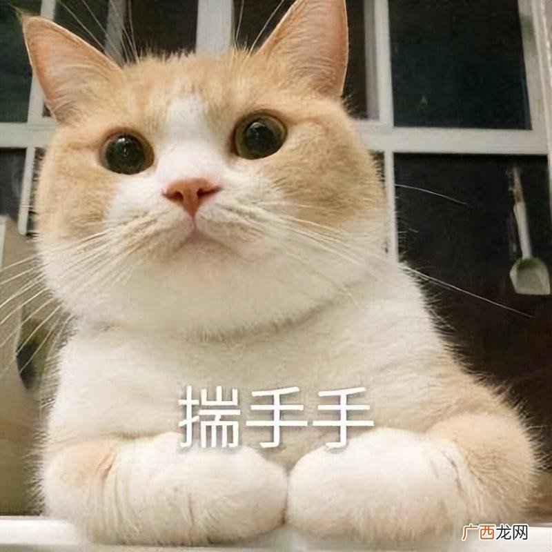 原因有这些，看完后你觉得是吗？ 猫咪揣手手什么意思