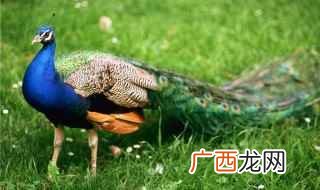 关于孔雀的资料 关于孔雀的资料简介