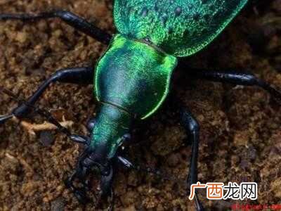 白天如何捕捉甲虫的具体操作步骤 白天如何捕捉甲虫