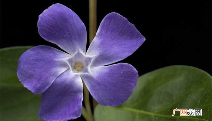 家里再穷也要养的三种花 家里再穷也要养这3种花