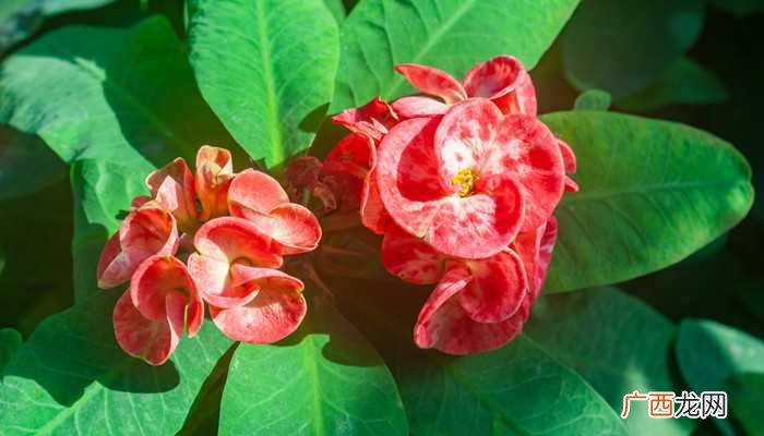 家里再穷也要养的三种花 家里再穷也要养这3种花