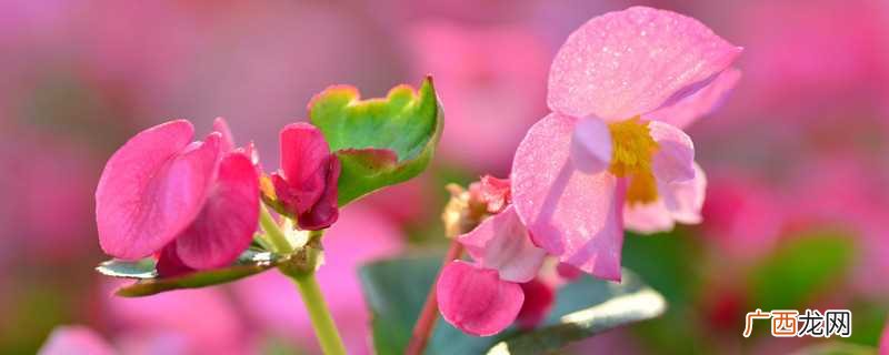 家里再穷也要养的三种花 家里再穷也要养这3种花