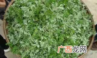 艾草是什么植物 艾草是什么植物图片