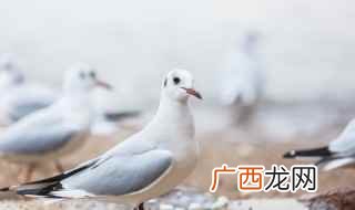 战争的目的必须是为了和平 关于和平的名言