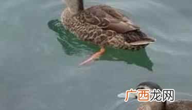 品种 野鸭是几级保护动物？野鸭十大种类简介