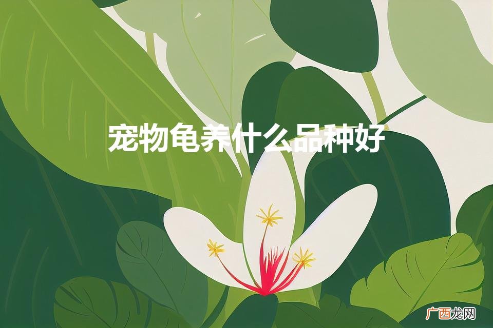宠物龟养什么品种好(家庭适合养什么龟最好)