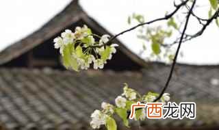 冬至后第105天清明节气 清明节气的由来