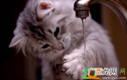 猫咪肚子鼓鼓的怎么回事 为什么猫咪肚子鼓鼓的