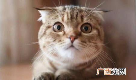 母猫月经期可以绝育吗 母猫来月经吗