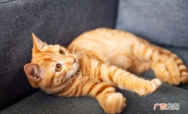 橘猫是什么性格呀 橘猫的性格特点