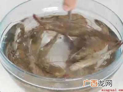 白虾怎么处理干净的具体操作步骤 白虾怎么处理干净
