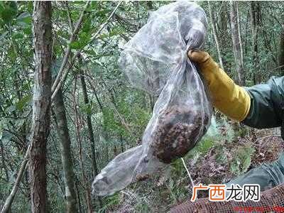 蜂子窝怎么彻底去除的具体操作步骤 蜂子窝怎么彻底去除