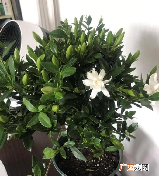不开花究竟是什么原因 栀子花有花苞不开花是怎么回事