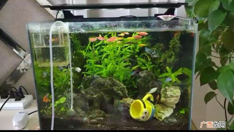 鱼缸底部用什么造景才会美观又实用 鱼缸底部铺什么好看
