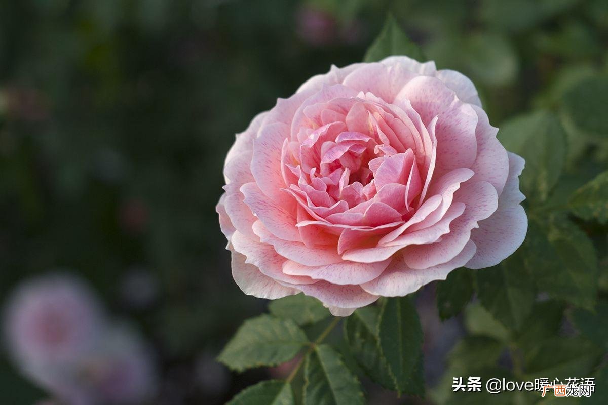 月季花的介绍以及特点 月季花的花语和寓意