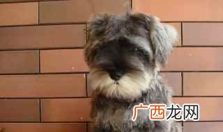 巨型雪纳瑞犬的标准 雪纳瑞的种类介绍
