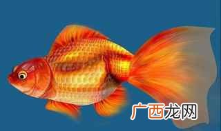 金鱼有白点病的治疗方法 白点病怎么治疗比较快