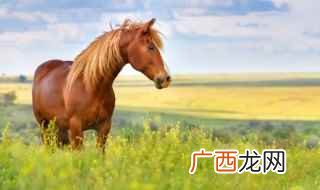 42年属什么生肖 43年属什么生肖