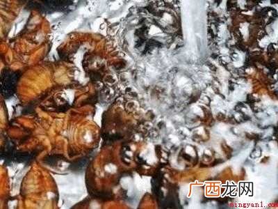 知了猴怎么清洗的具体操作步骤 知了猴怎么清洗