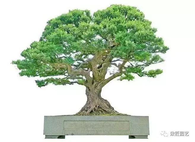 中国十大盆景树种排名 中国最值钱的十大盆景树种