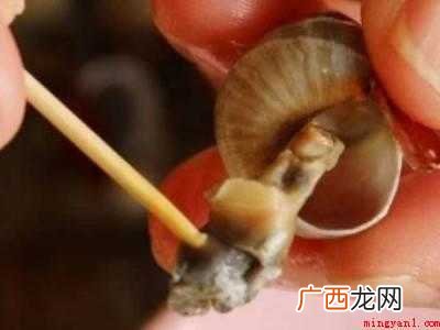 螺丝怎么吃到里面的肉的具体操作步骤 螺丝怎么吃到里面的肉