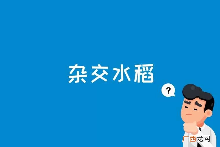 杂交水稻是什么意思 杂交水稻是什么