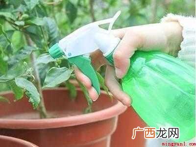家里有小白虫特别小怎么处理