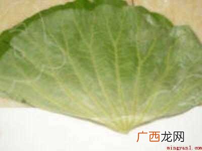 整张荷叶怎么保存的具体操作步骤 整张荷叶怎么保存
