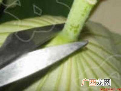 整张荷叶怎么保存的具体操作步骤 整张荷叶怎么保存
