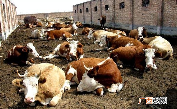 养牛场需要办理的三大证件，新手必看 养牛需要办理什么手续
