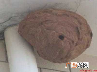 窗外有个马蜂窝怎么办的具体操作步骤 窗外有个马蜂窝怎么办
