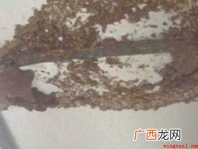 窗外有个马蜂窝怎么办的具体操作步骤 窗外有个马蜂窝怎么办