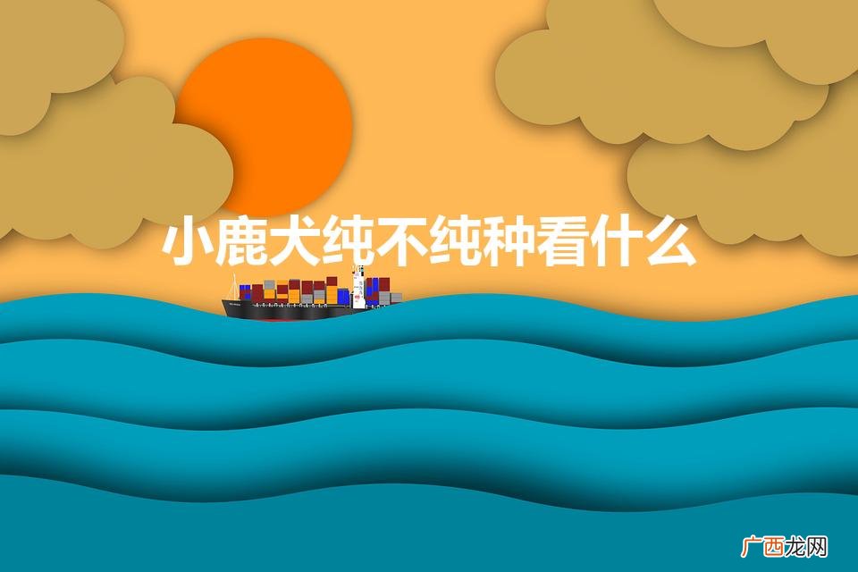 小鹿犬纯不纯种看什么（正宗小鹿犬多少钱一只)