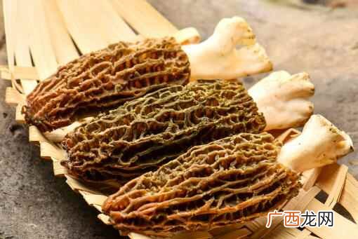 2022年新鲜羊肚菌今日收购价 羊肚菌2022价格多少钱一斤