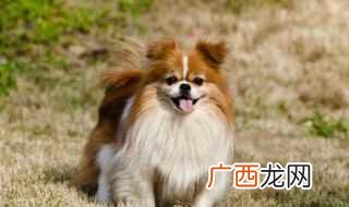 最爱干净的狗狗排行榜 便宜好养的狗狗排行榜