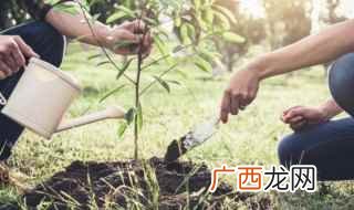 杨树和什么树嫁接最好 什么树可以嫁接到杨树上