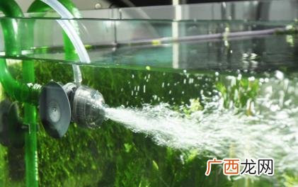 养鱼水什么颜色最佳 养鱼的水是什么颜色好