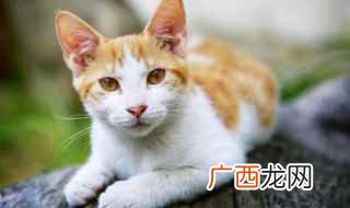 猫咪发情会在半夜发出让许多人觉得“恐怖”的叫声 夜猫子叫有什么预兆